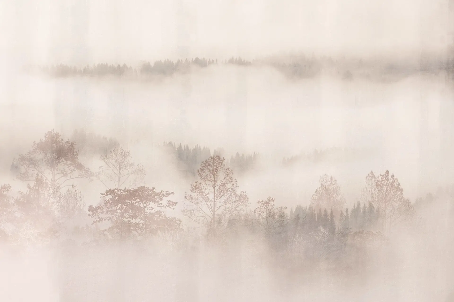 NEBBIA ROSA POLVERE NEBBIA ROSA POLVERE